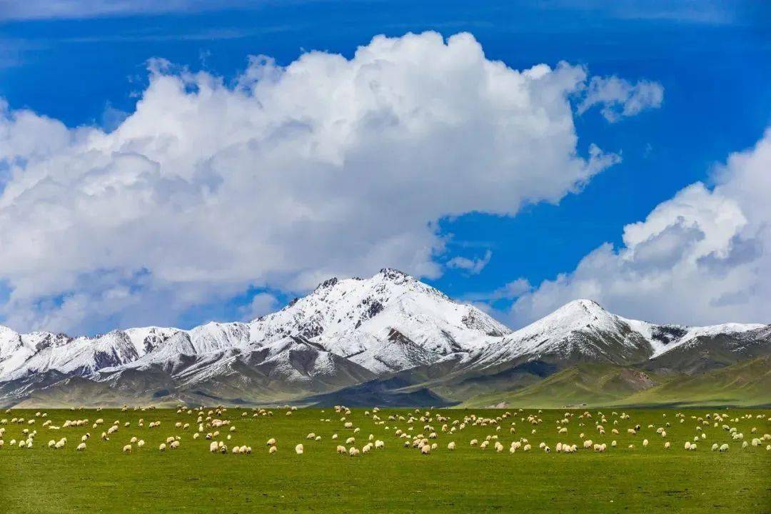 喜报丨海北州金银滩草原成功入选国家文物局,国家林业和草原局联合