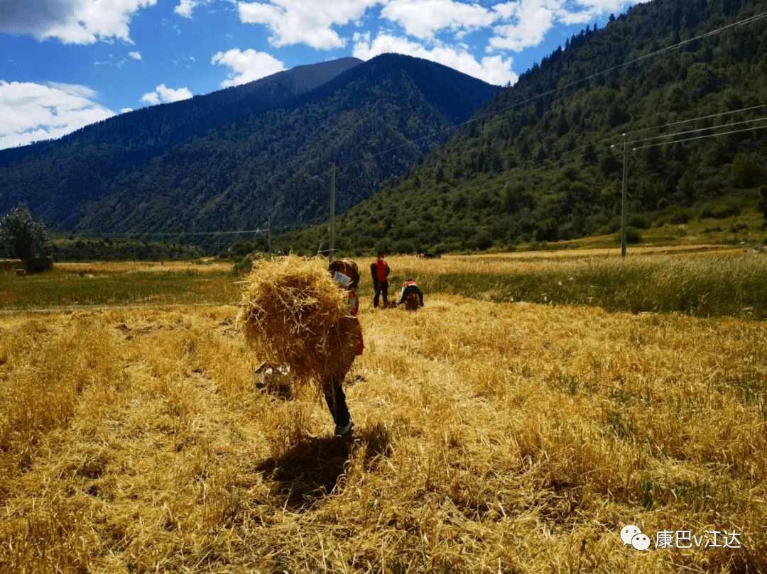 战疫】邓柯乡对疫情防控与秋收生产两手抓,两不误_工作_乡党委_江达县