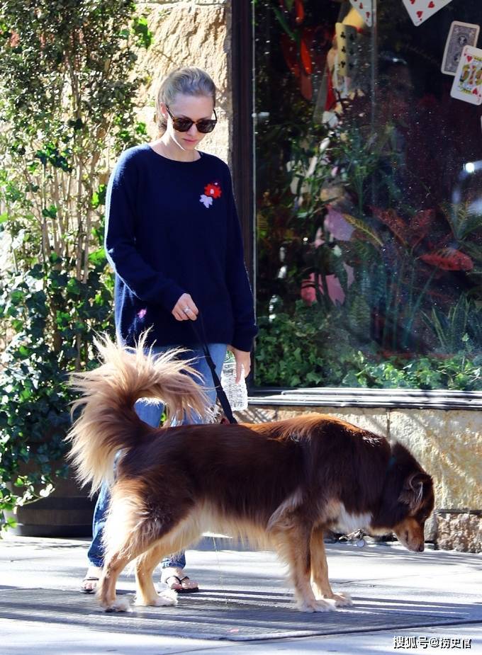 遛狗的美国明星,克丽丝·泰根的牛头犬价值100万_小狗_带着_穿着