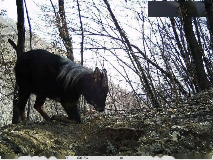 (川金絲猴)其他野生動物5種國家Ⅱ級重點野生保護動物11種分別為秦嶺