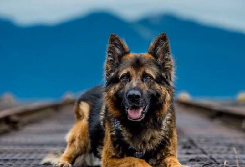 温哥华推出警犬拍摄写真,画面宛如动作片一样精彩!_年历_照片_主题