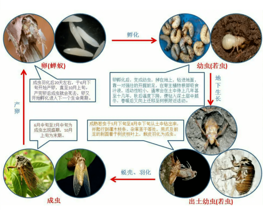 蝉的进化过程图片