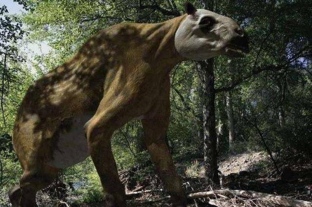 “驴头狼” 现身神农架？它早已绝迹上百万年，为何再度重现？