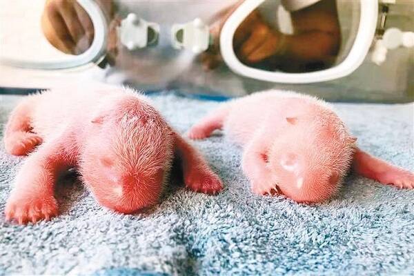 Qinling giant panda gives birth to twins_Qinqin_the_cubs