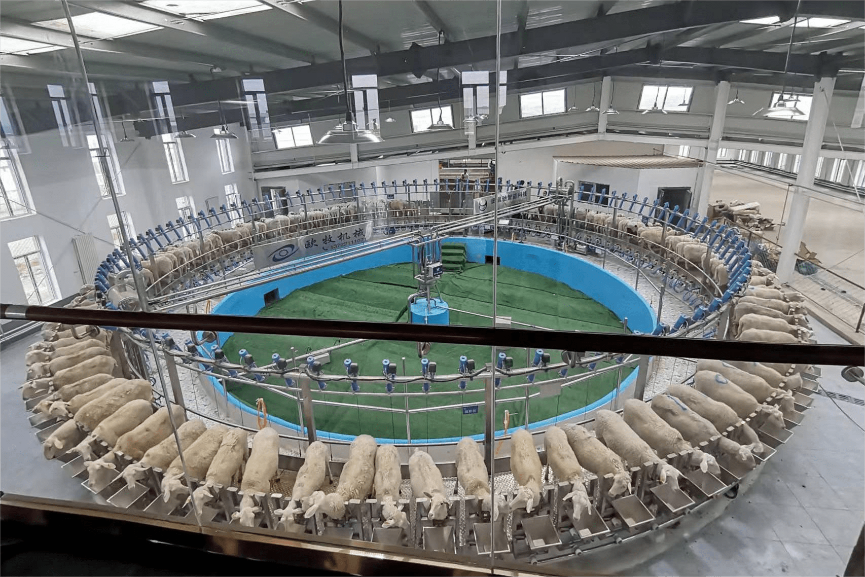 全球最大的奶绵羊圆盘挤奶器在蒙天然投入运行_发展_产业_转盘
