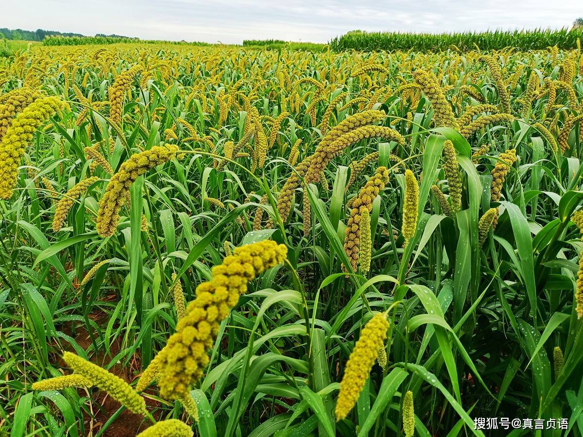 时光荏苒岁月如梭夏走秋至我们又迎来了金黄金黄的秋天之色秋天是忙碌