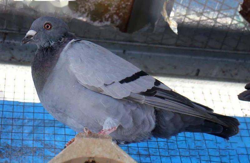 [图集]换羽期的鸽子_比赛_多多_成绩