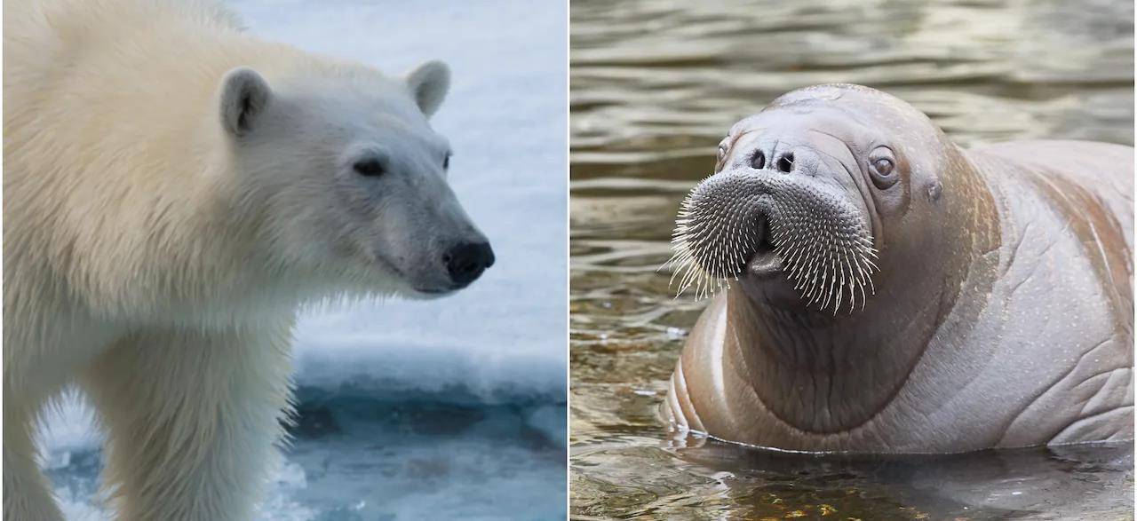 北极熊用石头砸海象,一下不死还会补刀_海豹_进行_悬崖