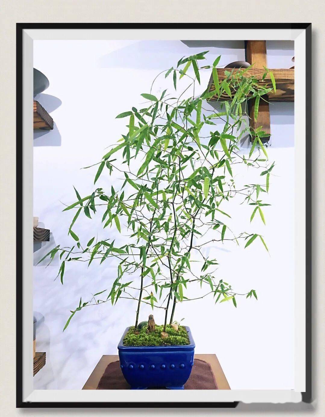 雅室小竹,古韵十足_竹子_植物_园艺