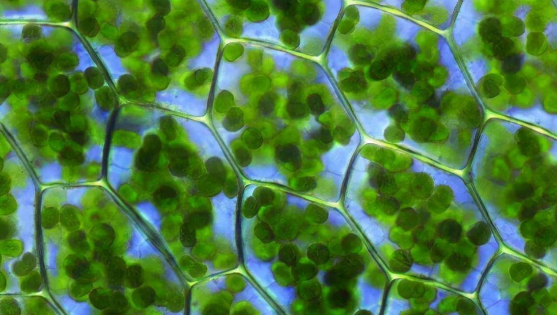 如果人类把普通的叶子放大1亿倍人类会看到什么样的画面?