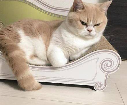 猫咪"生气"的时候,一眼就能看出来_叫声_什么_行为