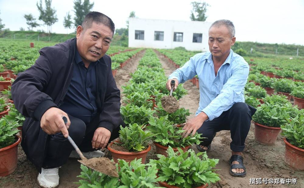 杞县柿园乡魏庄村:发展"菊花经济"助力乡村振兴_种植_村民_产业