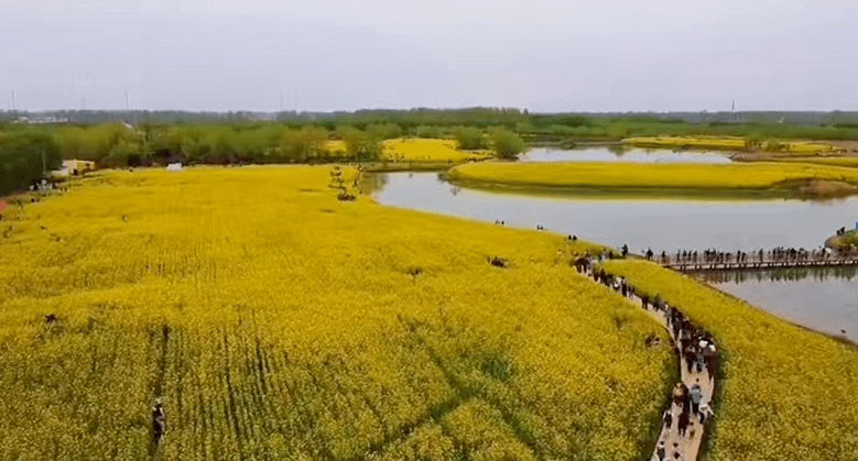 之後,實踐團乘車來到了陳橋東湖溼地公園,經過十幾年的持續努力,陳橋