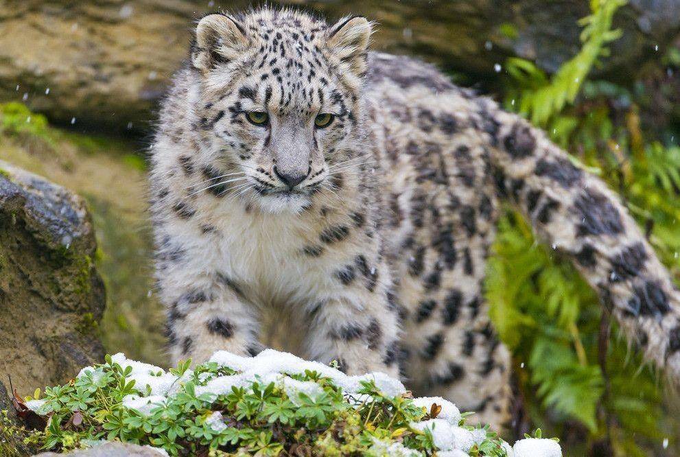 湖南,新疆3种豹子,好漂亮,萌呆全世界_云豹_雪豹_金钱豹