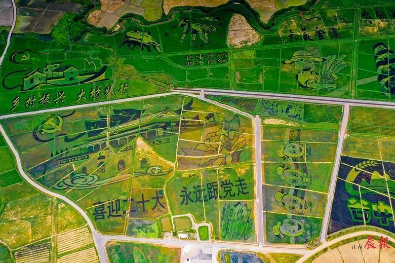 我省多地创意"彩稻" 绘就乡村振兴新画卷_艺术_金溪县_秀谷镇