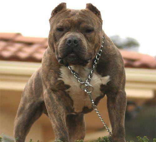 比特犬看上去傻傻的,打起来真凶猛!这是地球生物吗?_斯塔福_体型_世界