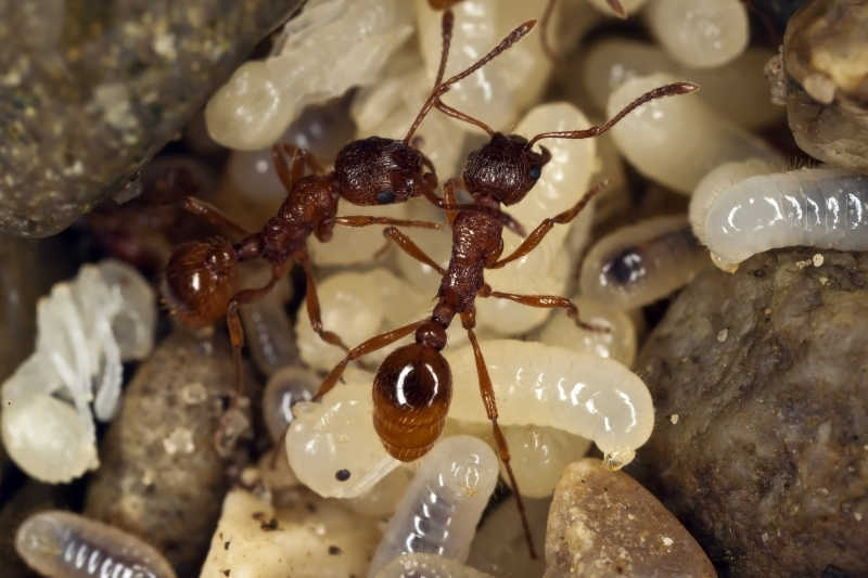 红火蚁的传播主要取决于其繁殖能力和飞行能力这种蚂蚁非常多产