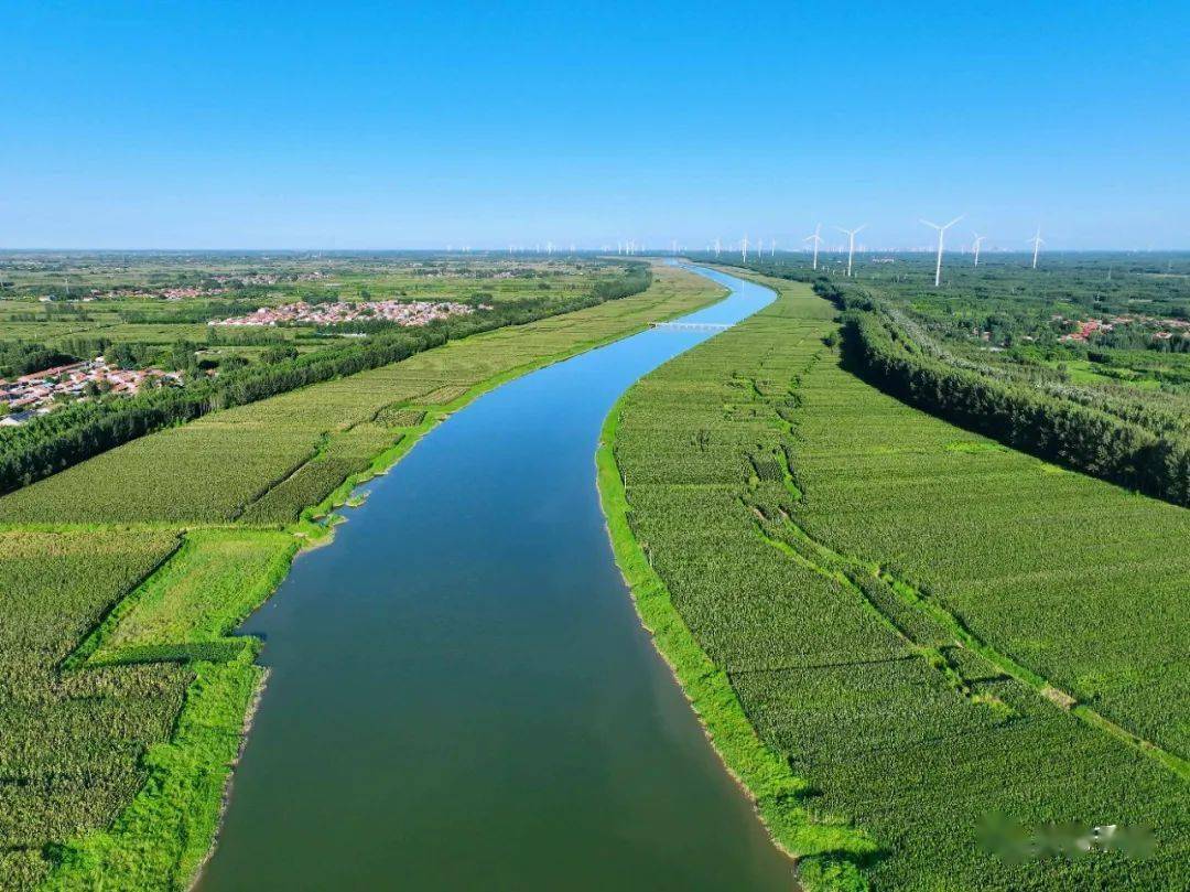 千童镇辖区漳卫新河河滩地托管政策摘要_种植_进行_保底