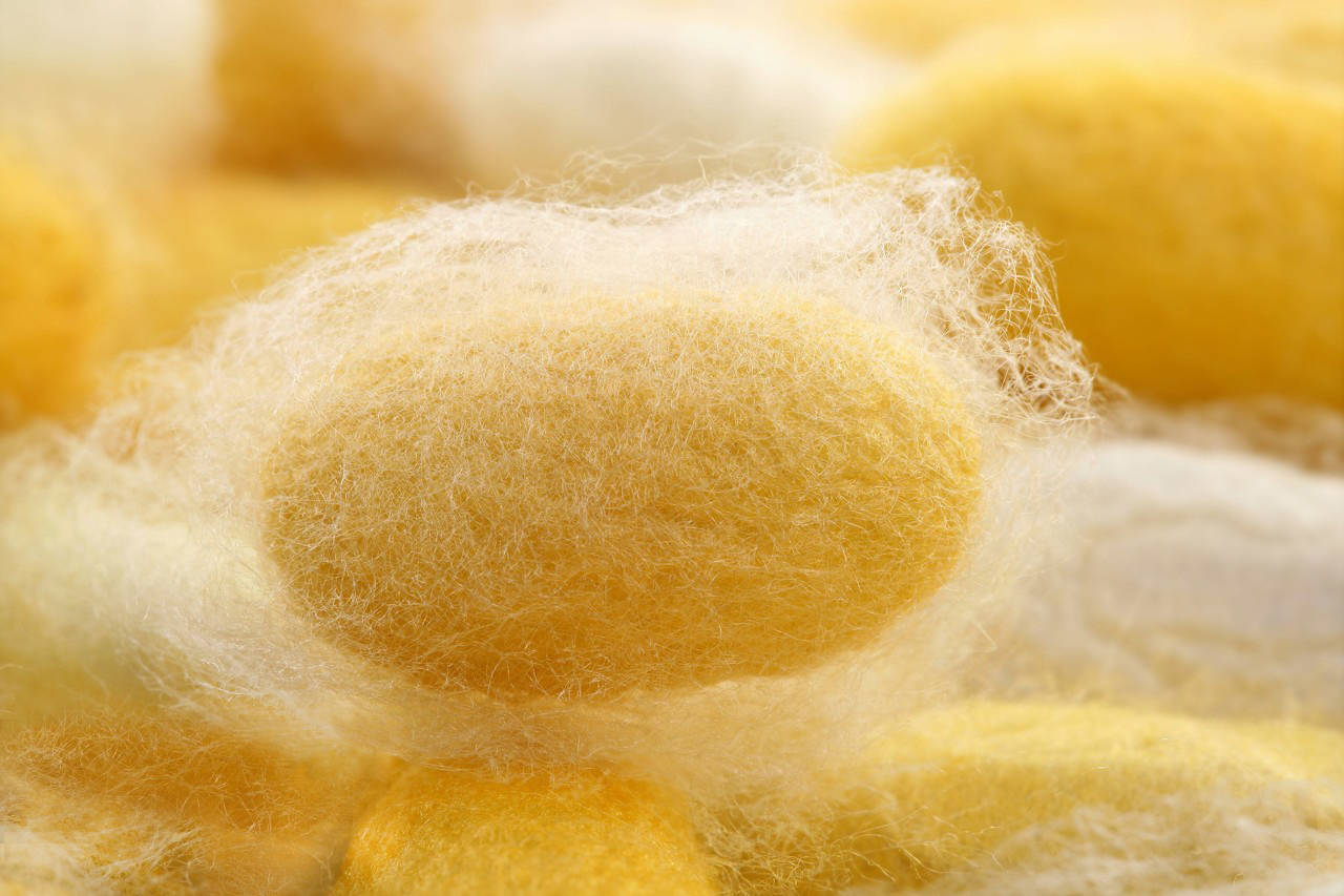 不同蚕种|琥珀蚕的科普_桑蚕_野蚕_家蚕