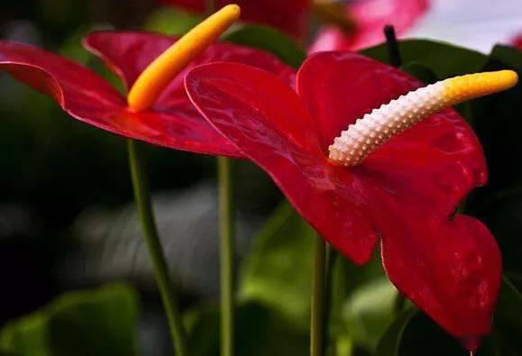 植物_院子_土壤