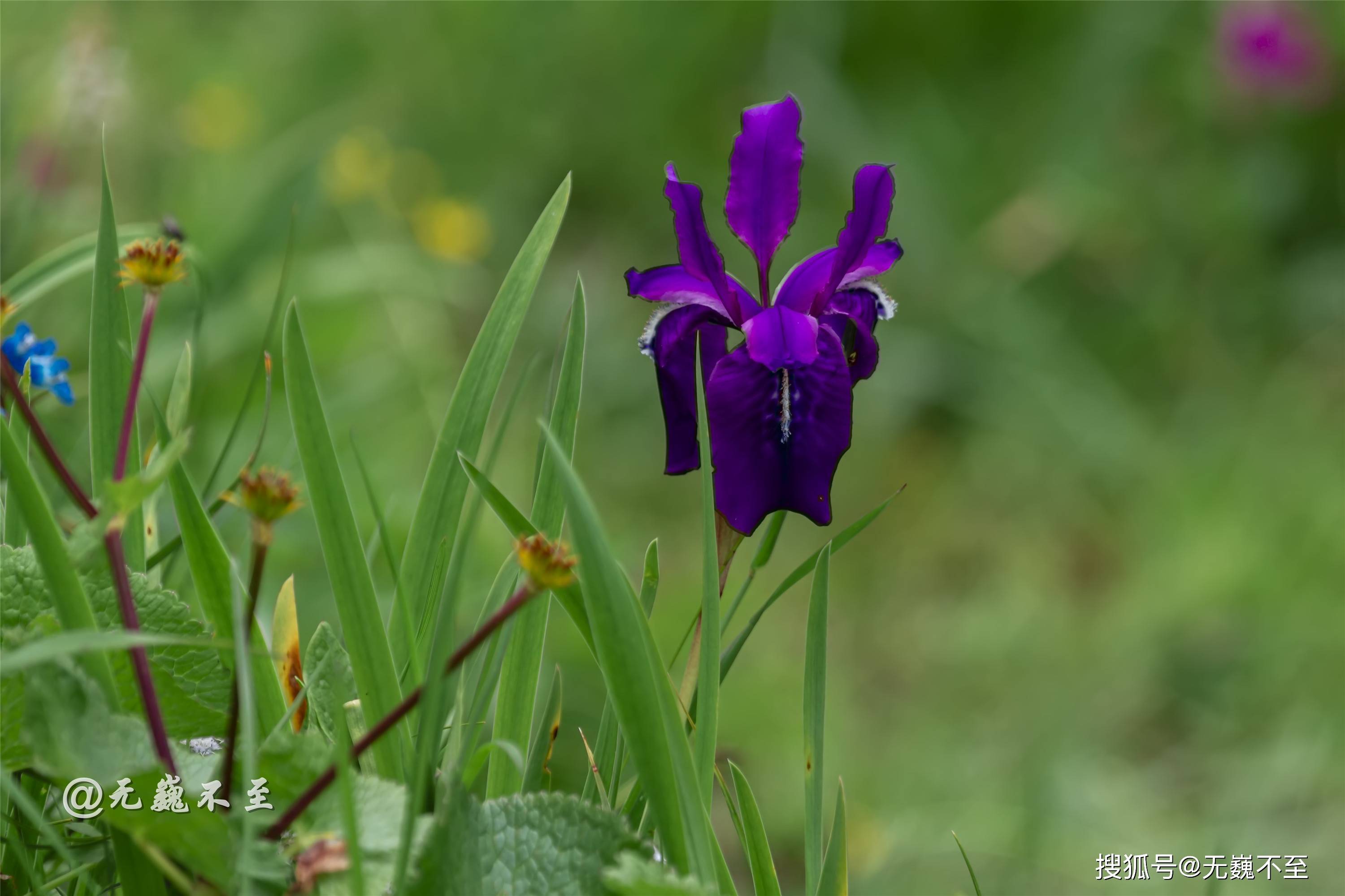 5米;复伞房花序直径4—8厘米,花粉红色,花盘不发达.
