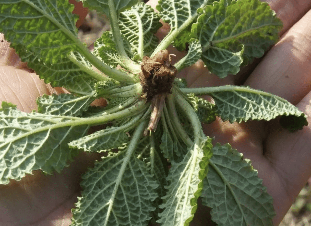 1种"蛤蟆叶"少有人知,却成为药草,挖回家种植,养