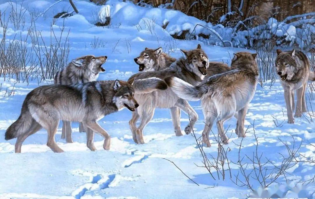 将狼性文化延伸至孩子生活中,是否有必要_柯勒_故事_狼群