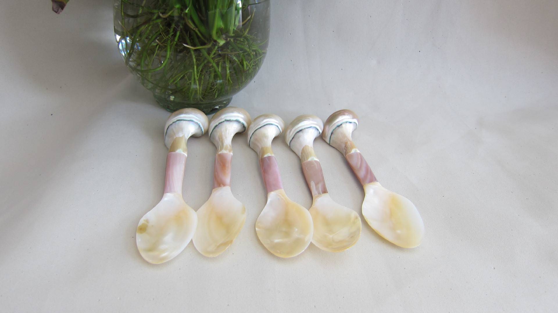 再说夜光蝾螺,它是蝾螺中个头最大,最光彩照人的一种,很多人看中了它