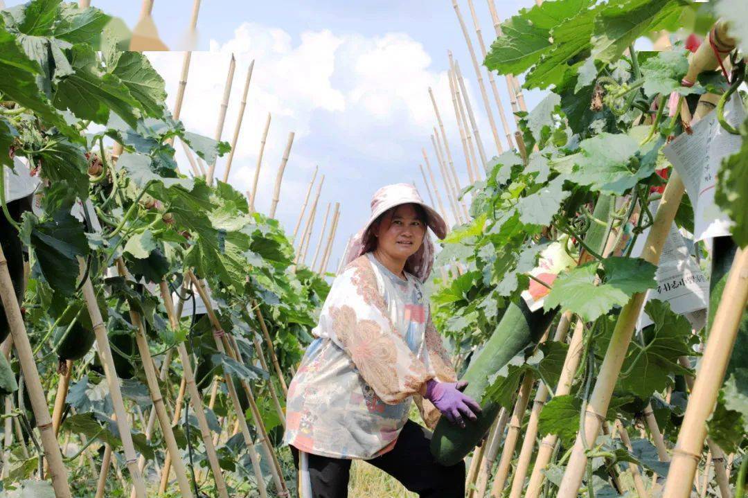 【在希望的田野上】普定:稻浪起 瓜果香_骆鹏飞_骆世明_晓浪