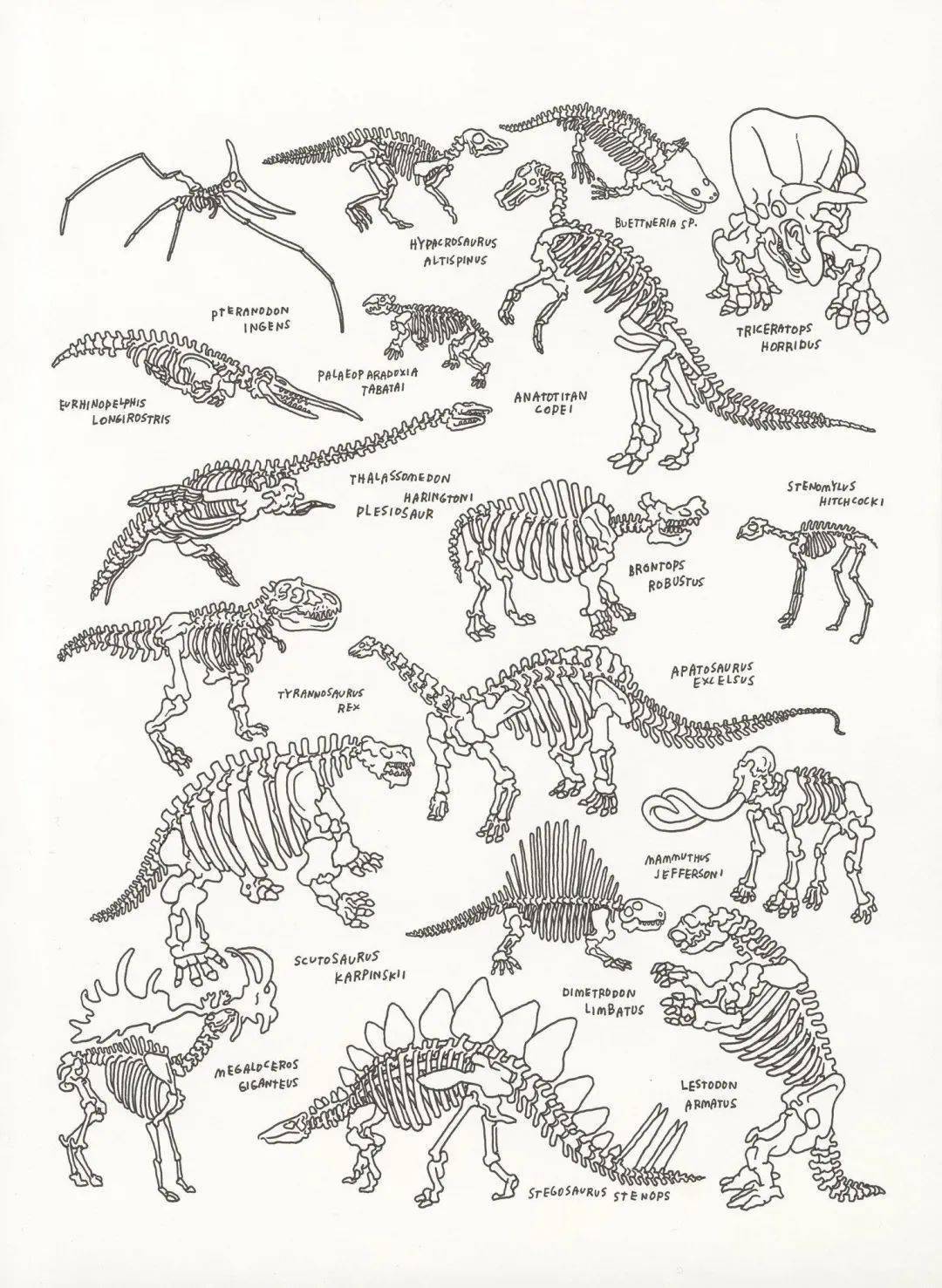 恐龙的骨头 简笔画图片