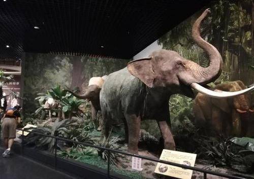 中国最大的自然博物馆，完整保存千年恐龙骨！最合适六一亲子打卡