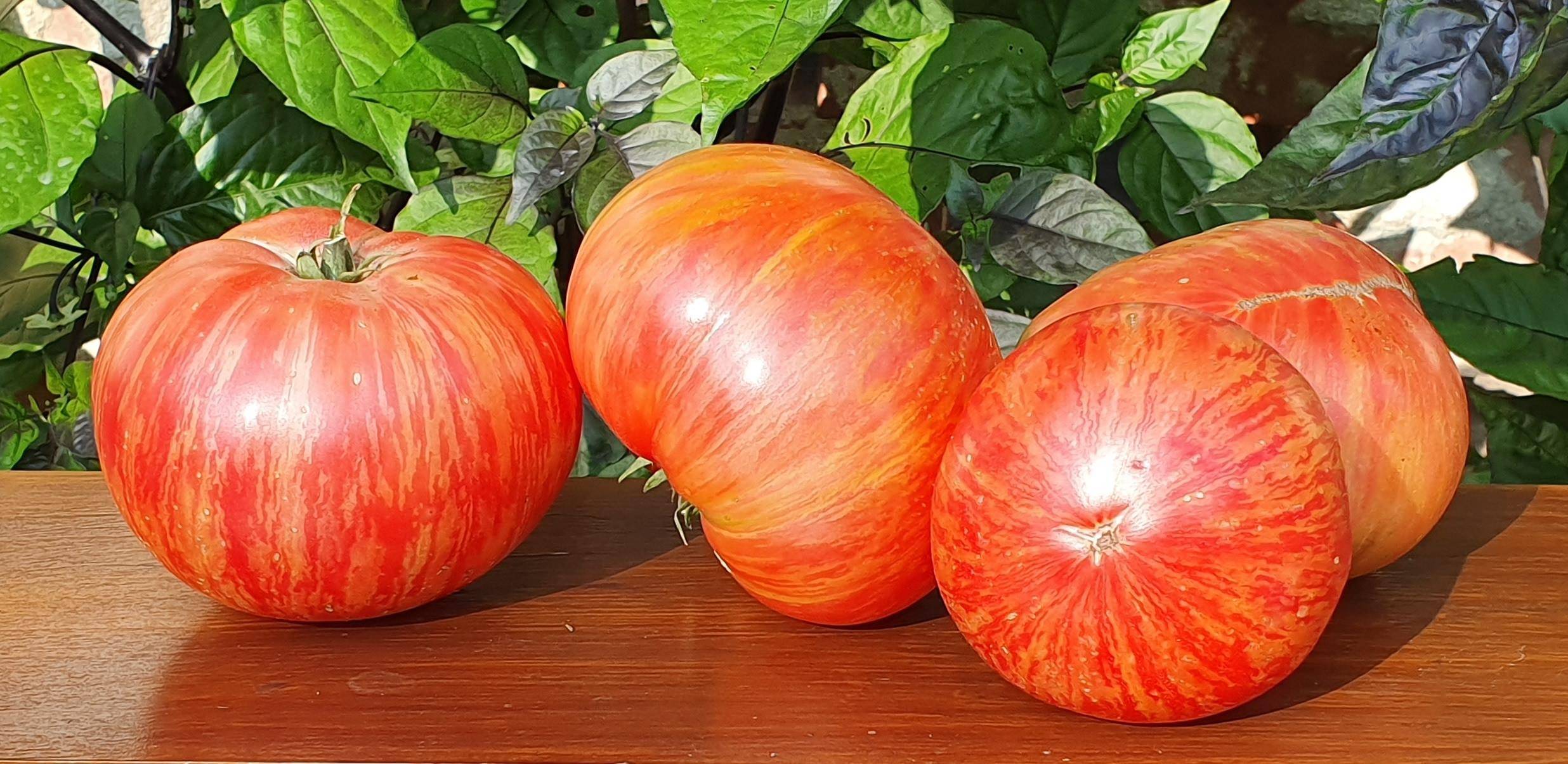 盘点适合在家里种植的16种祖传番茄,在家也能种出美味的番茄了_条纹