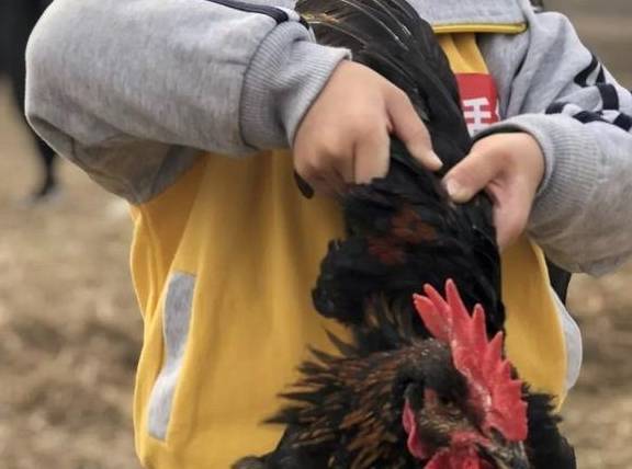 "姥姥,快杀鸡"孩子胆大,家长先别高兴,请让他远离这几种动物_小宝宝