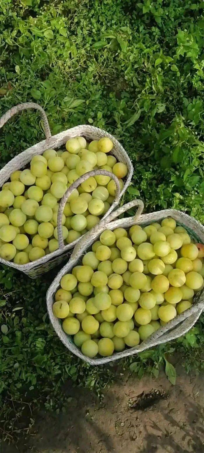 涞源秋子熟了!赶快来采摘!错过又等一年!_果园_艾河_都还