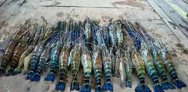 湄公河大虾泛滥成灾，个个有1米长，为何中国吃货不吃了？