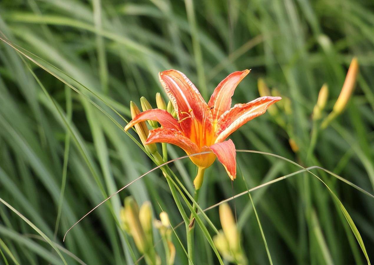 耐寒的多年生宿根草花,常见的主要有这5种,好看又好养_花朵_露地_大