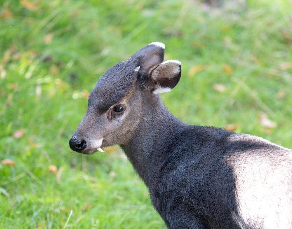 陕西汉中发现"青鹿",长有虎豹般的尖牙,打斗时能把对手咬出血