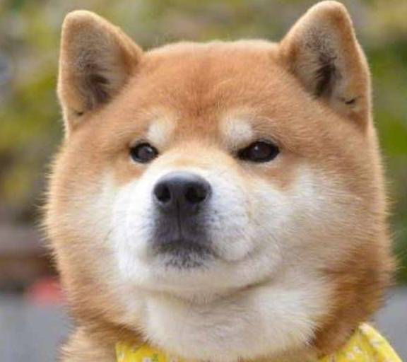 每次想到柴犬,眼前都会出现一个笑脸,狗子你笑起来真好看_狗狗_训练