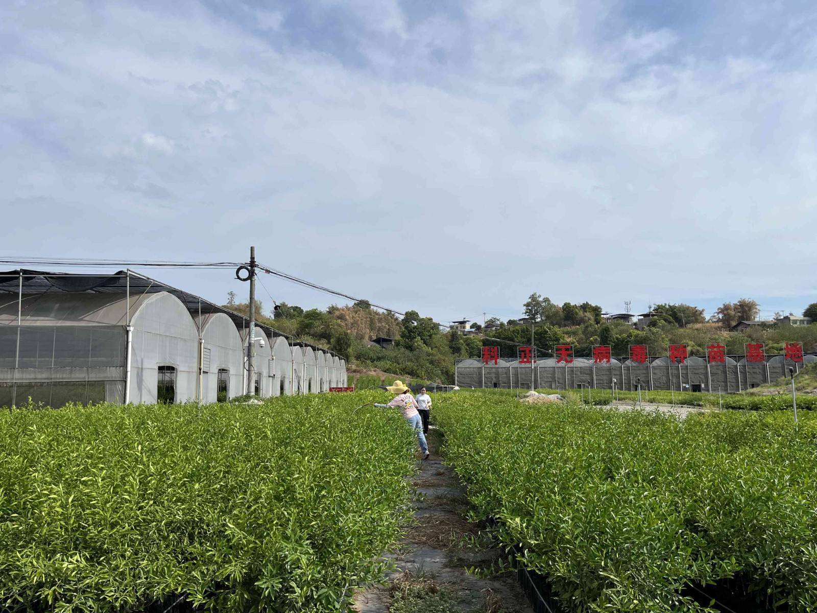 科正無病毒種苗基地同時九月也是柑橘苗木種植的黃金時期,我公司現