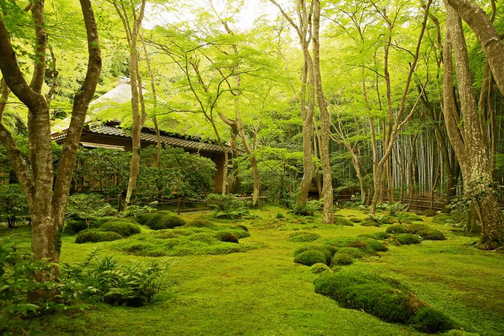 苔藓|微景观 传统文化 庭院情怀 视觉新浪微博id:行行之沙日本