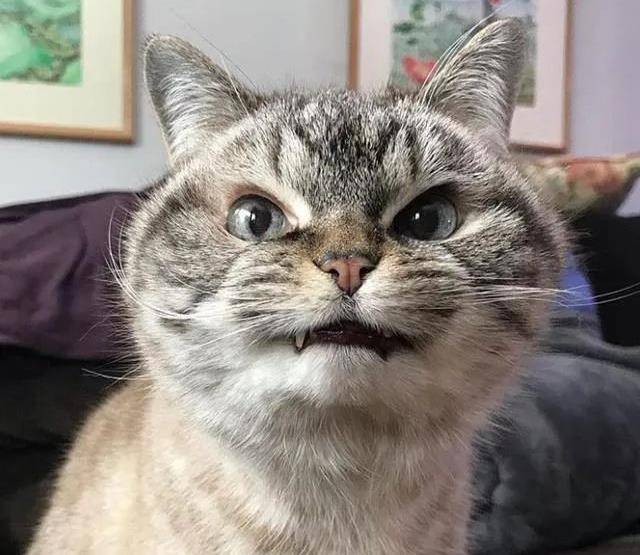 也太可爱了吧!_jpg_表情_来自