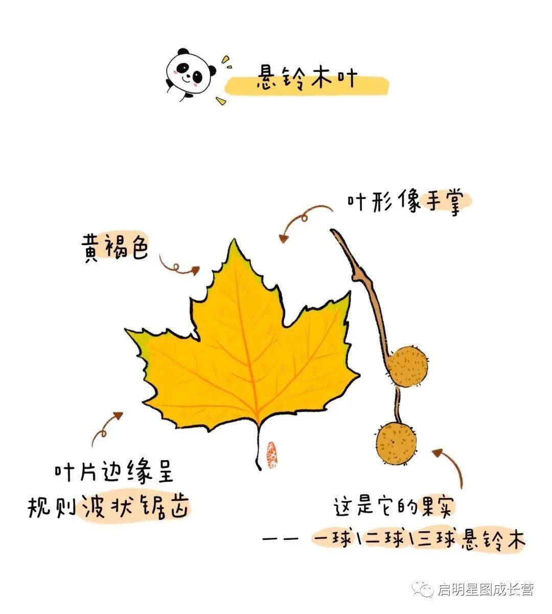 06 悬铃木叶可以入药或制作香料叫"白胶香"树皮能分泌散发香味的树脂