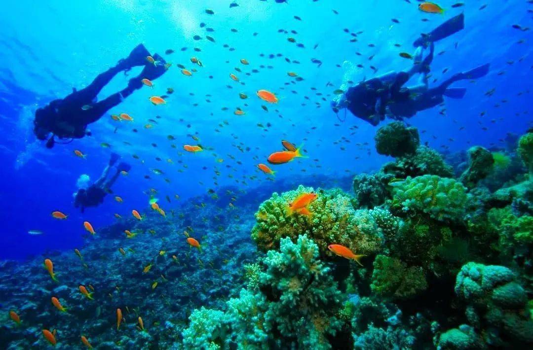 当潜入水下,迎接你的将会是清澈的水质和色彩斑斓,形态各异的珊瑚群.