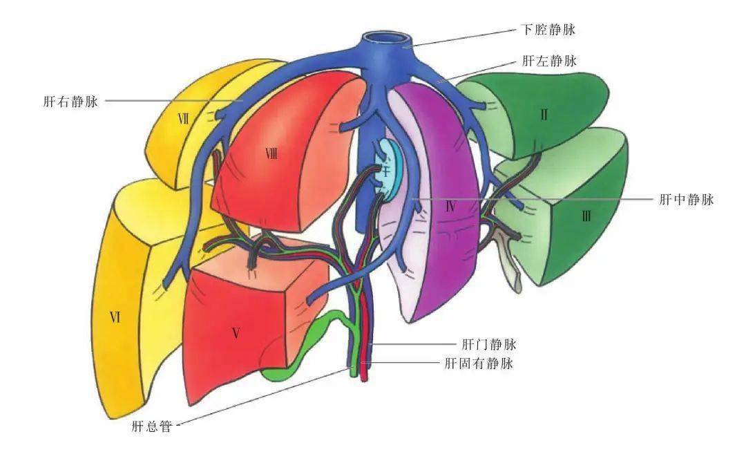 肝小叶之间呈三角形或椭圆形的结缔组织小区为门管区