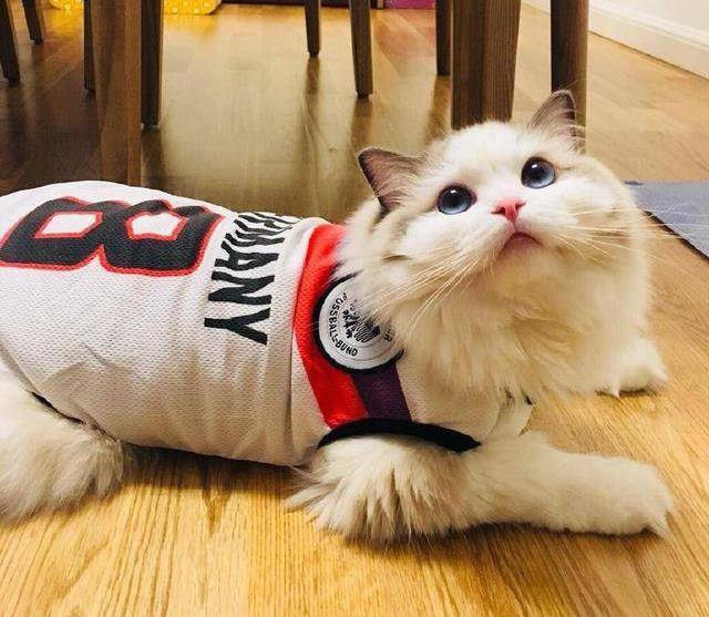 千万别这样给布偶猫穿衣服!