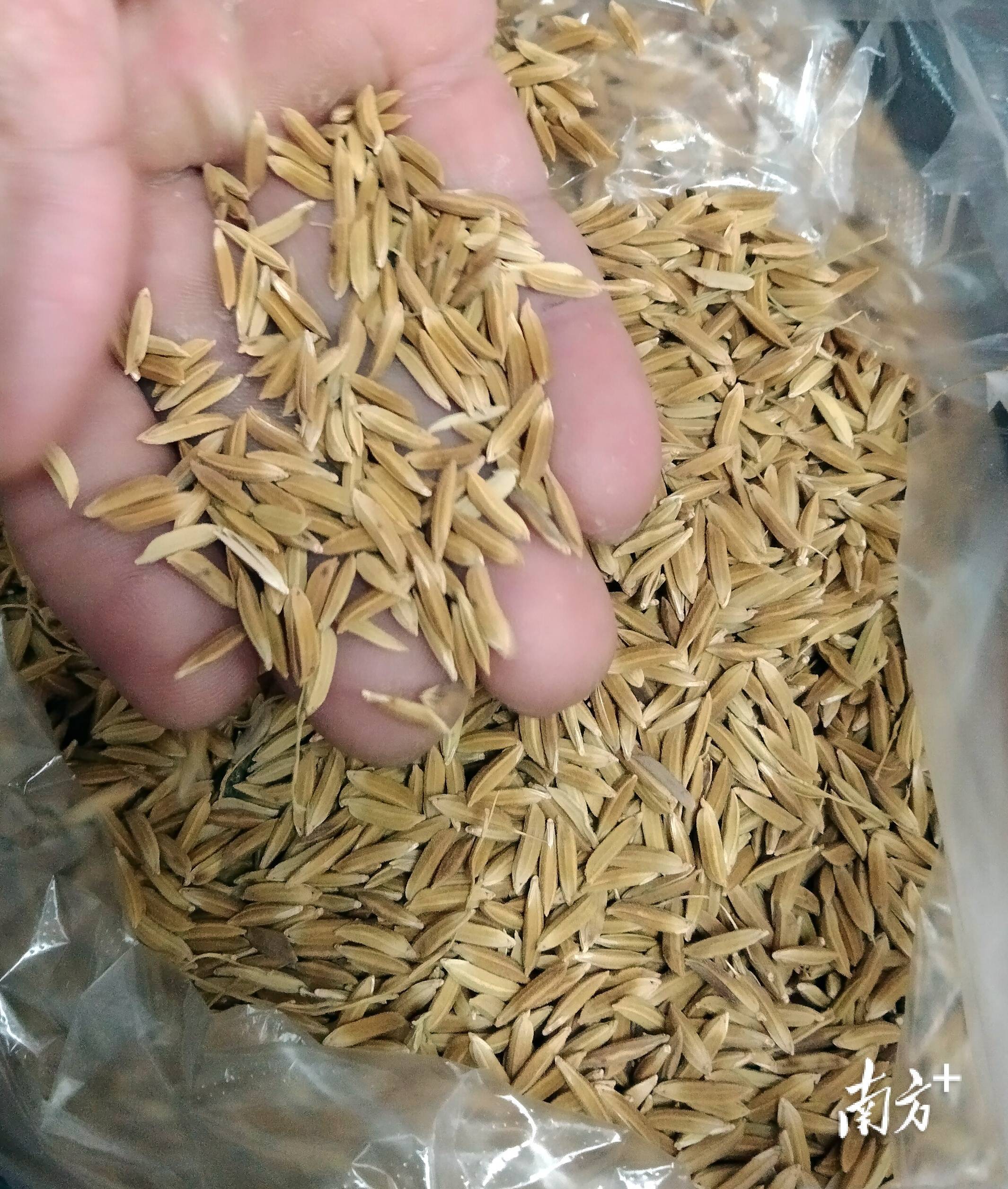 罗定加益一粒红米飘香千年