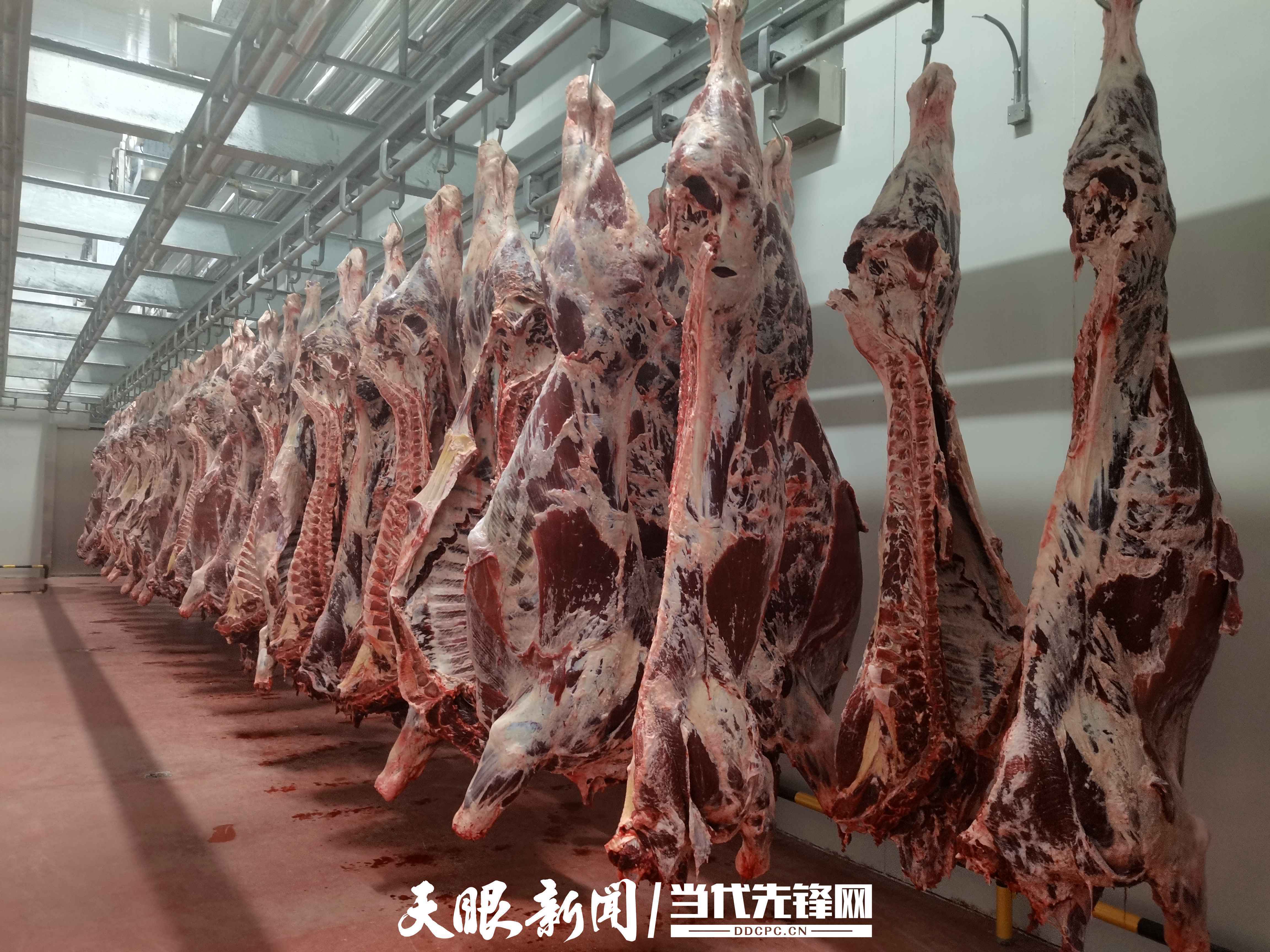 刚屠宰的牛肉目前,贵阳市新冠肺炎疫情形势严峻,9月3日,贵州黄牛产业