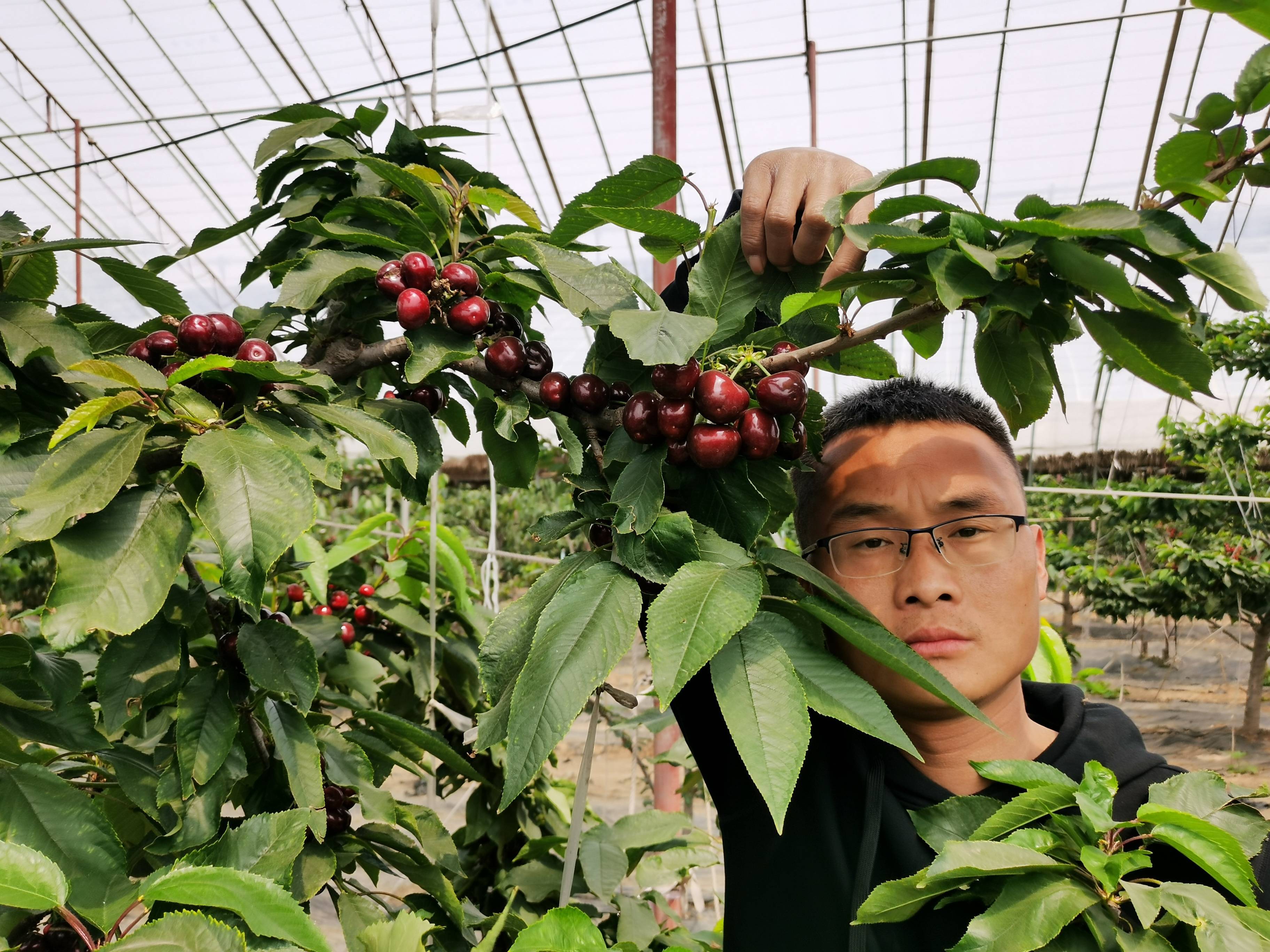 矮化太平洋红(瑞德)樱桃苗品种特性,硬度高 抗裂果