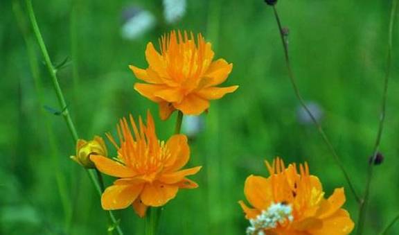 这种野花人称"金疙瘩",如今成稀罕货,用来腌制泡菜是一绝_莲花_农村