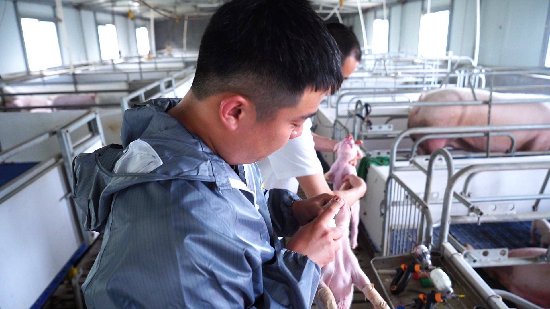 小猪什么时候补铁最好?本文告诉你_仔猪_元素_补充